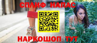 сатива Гай